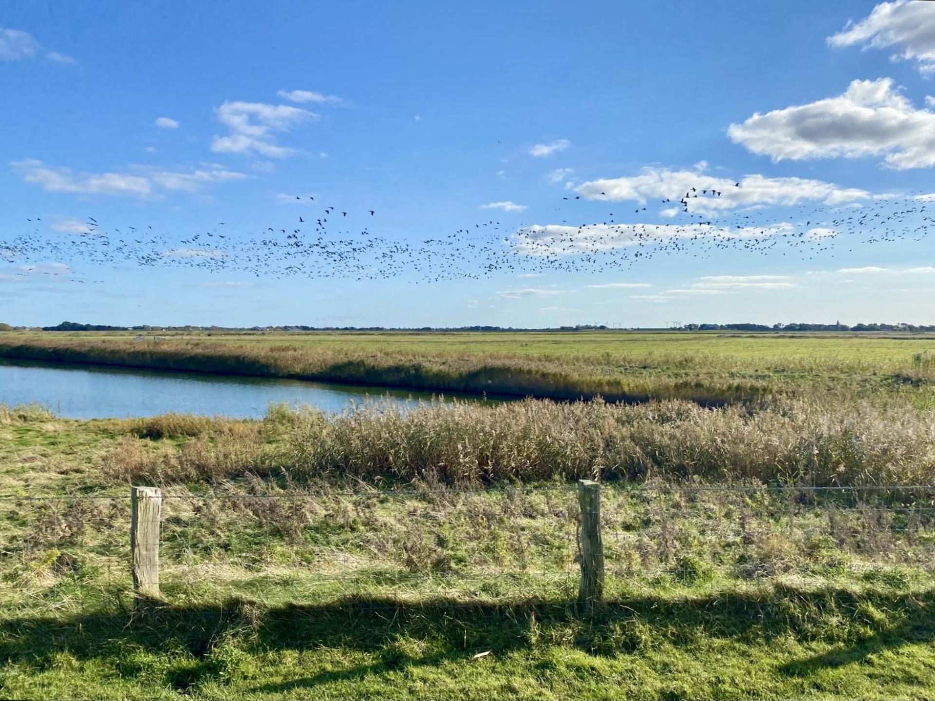 Deichgraf Daire Westerhever Dış mekan fotoğraf