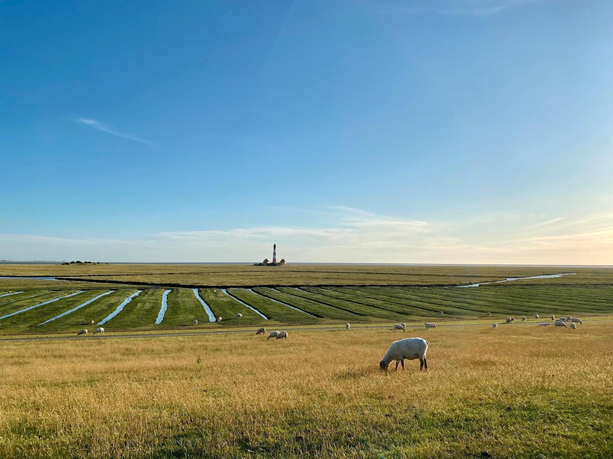 Deichgraf Daire Westerhever Dış mekan fotoğraf