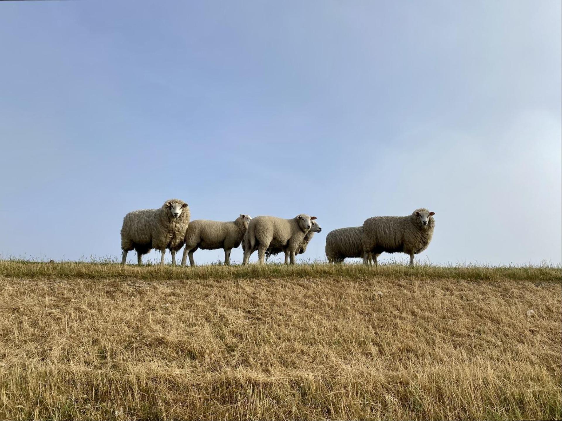 Deichgraf Daire Westerhever Dış mekan fotoğraf